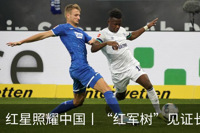 红星照耀中国丨“红军树”见证长征路